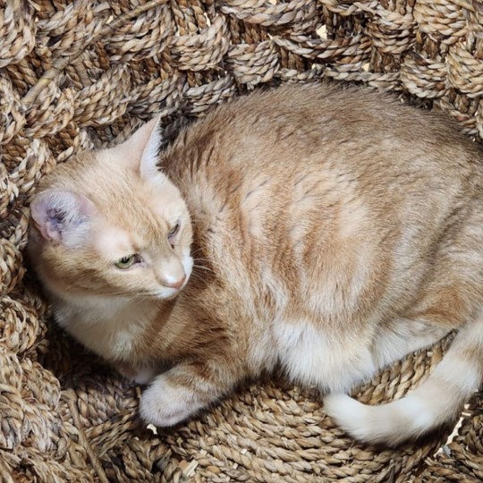 Clementine cat lost 12 dec